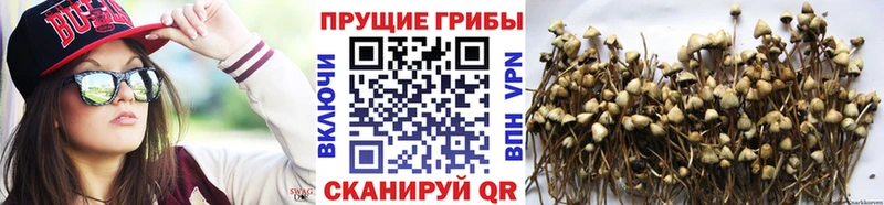 Галлюциногенные грибы Psilocybine cubensis  Ковылкино 